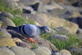 Pigeon is sitting on stones on sukhna lake chandigarh Royalty Free Stock Photo