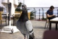 A pigeon sitting on a table