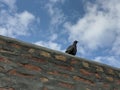 A Pigeon Sitting On A Wall