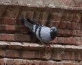 pigeon sitting on a wall and looking