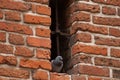 pigeon sitting in the window Royalty Free Stock Photo