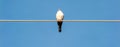 Pigeon sitting on a wire with blue sky as backdrop Royalty Free Stock Photo