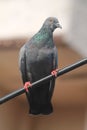 Pigeon sitting on a wire, close-up shot