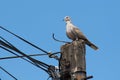 Pigeon sitting on a wooden pillar.