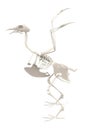 Pigeon skeleton Royalty Free Stock Photo