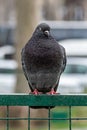 Pigeon Sleeping on a Metal Fence in the Public Park. Royalty Free Stock Photo