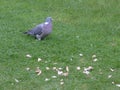 A pigeon is spoilt for choice for food