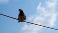 Pigeon stabilize on the cable