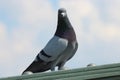 Male Pigeon Standing Alone 