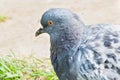 Pigeon standing close in profile bird macro Royalty Free Stock Photo