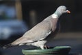 Pigeon standing in a feeder Royalty Free Stock Photo