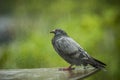 Pigeon standing while hard raing falling against green background Royalty Free Stock Photo