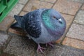 the pigeon is standing on its feet near an alley brick walkway