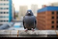 a pigeon is standing on a ledge with buildings in the background