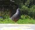 Pigeon standing on one claw Royalty Free Stock Photo