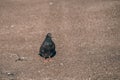 Pigeon standing peacefully on concrete mixed with gravel tiles overlooking surrounding and enjoying warm sun on warm