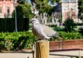 Pigeon standing on a post Royalty Free Stock Photo