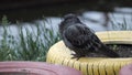 Pigeon standing on the river bank. Stock. Pigeon in the Park Royalty Free Stock Photo