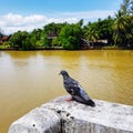 Pigeon standing at riverside Royalty Free Stock Photo