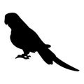 Pigeon Standing with Shadow. Free Vector. Black Bird Silhouette Against White Background No Sky. Royalty Free Stock Photo