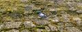 A pigeon standing on the stone bank of the Morava River in Uherske Hradisti Royalty Free Stock Photo