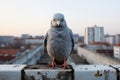a pigeon is standing on top of a ledge