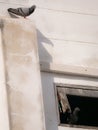 Pigeon Standing on Top of a Pole,The Other is on The Old Window Royalty Free Stock Photo