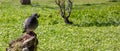 Pigeon standing on a tree trunk blur green park grass, sunny day in Athens Greece Royalty Free Stock Photo