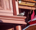 Pigeon is standing by the window Royalty Free Stock Photo