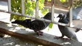 Pigeon stands on the balcony and defends its territory from other pigeons