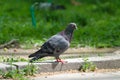 A pigeon stands on the curb of asphalt with green grass in the background