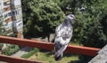 A pigeon stands on the fence of the terrace