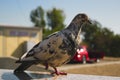 Pigeon stands on one leg on a blurred background