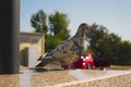 Pigeon stands on one leg on a blurred background