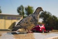 Pigeon stands on one leg on a blurred background