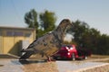 Pigeon stands on one leg on a blurred background