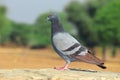 A pigeon stands in the open