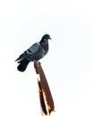 a pigeon stands on the satellite dish on the roof in winter, and next to it are pigeons, the brotherhood of the crow and the Royalty Free Stock Photo