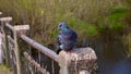 A pigeon stands on a stone pedestal on an iron bridge Royalty Free Stock Photo