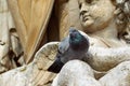 Pigeon statue