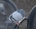 Pigeon on a steal bench