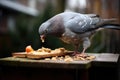 a pigeon stealing a piece of bread from a feeding tray meant for squirrels