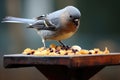 a pigeon stealing a piece of bread from a feeding tray meant for squirrels