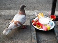 A Pigeon and Food of Sacrifice
