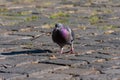 The pigeon is on a stone pavement of cubes Royalty Free Stock Photo