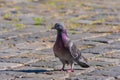 The pigeon is on a stone pavement of cubes Royalty Free Stock Photo