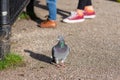Pigeon stood in front of peoples feet