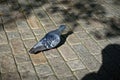 Lone pigeon walking along an urban sidewalk Royalty Free Stock Photo