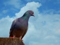 Pigeon, a symbol of peace sat on the parapet of the top roof of my house in Burdwan, West Bengal, India
