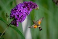 Pigeon tails drinking nectar: beautiful and graceful butterflies moths.